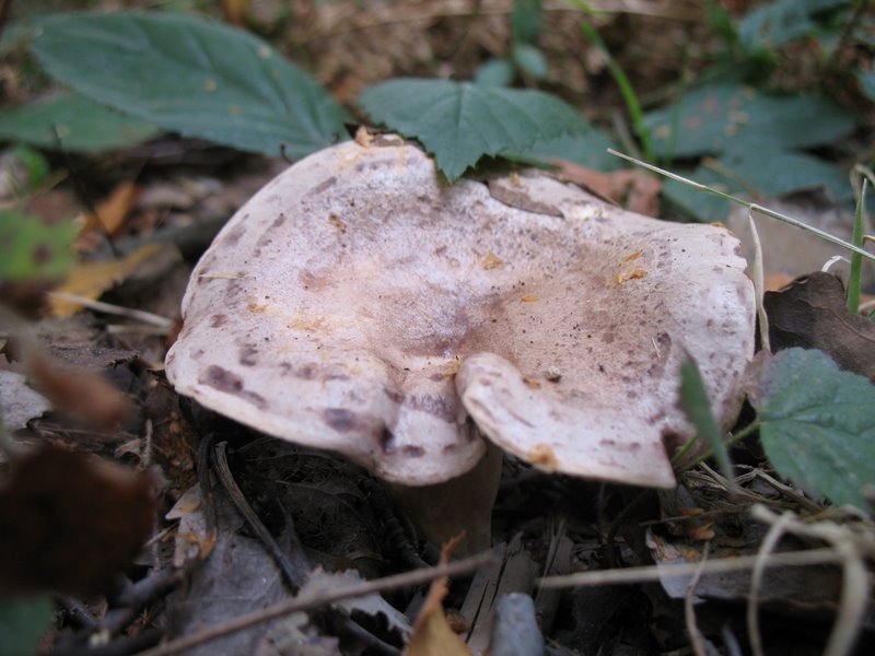 Lactarius trivialis3